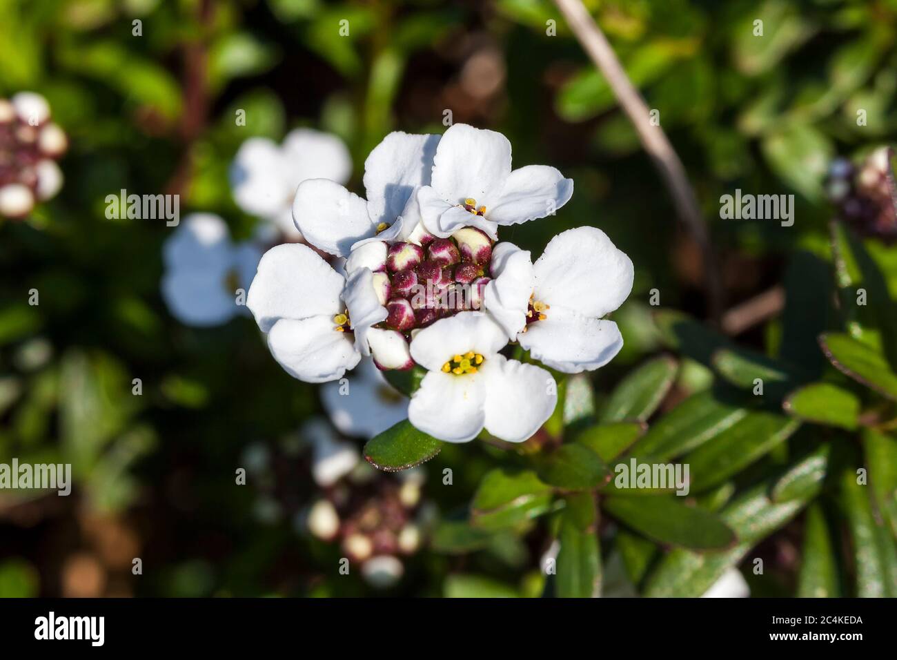 Iberis sempervirens 'Snowflake' a spring summer white perennial bulbous flower plant commonly known as perennial candytuft Stock Photo