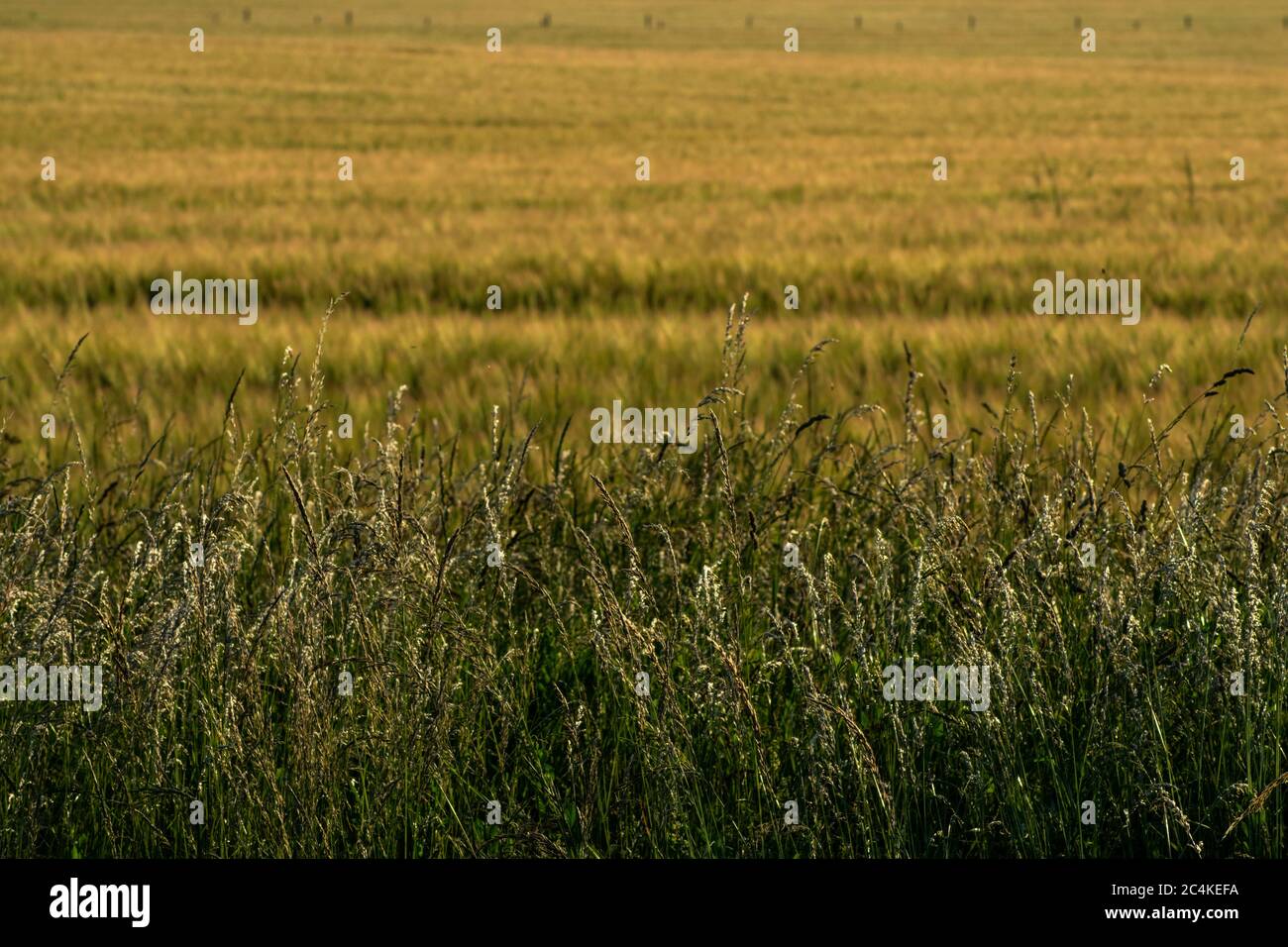 Field photography hi-res stock photography and images - Alamy