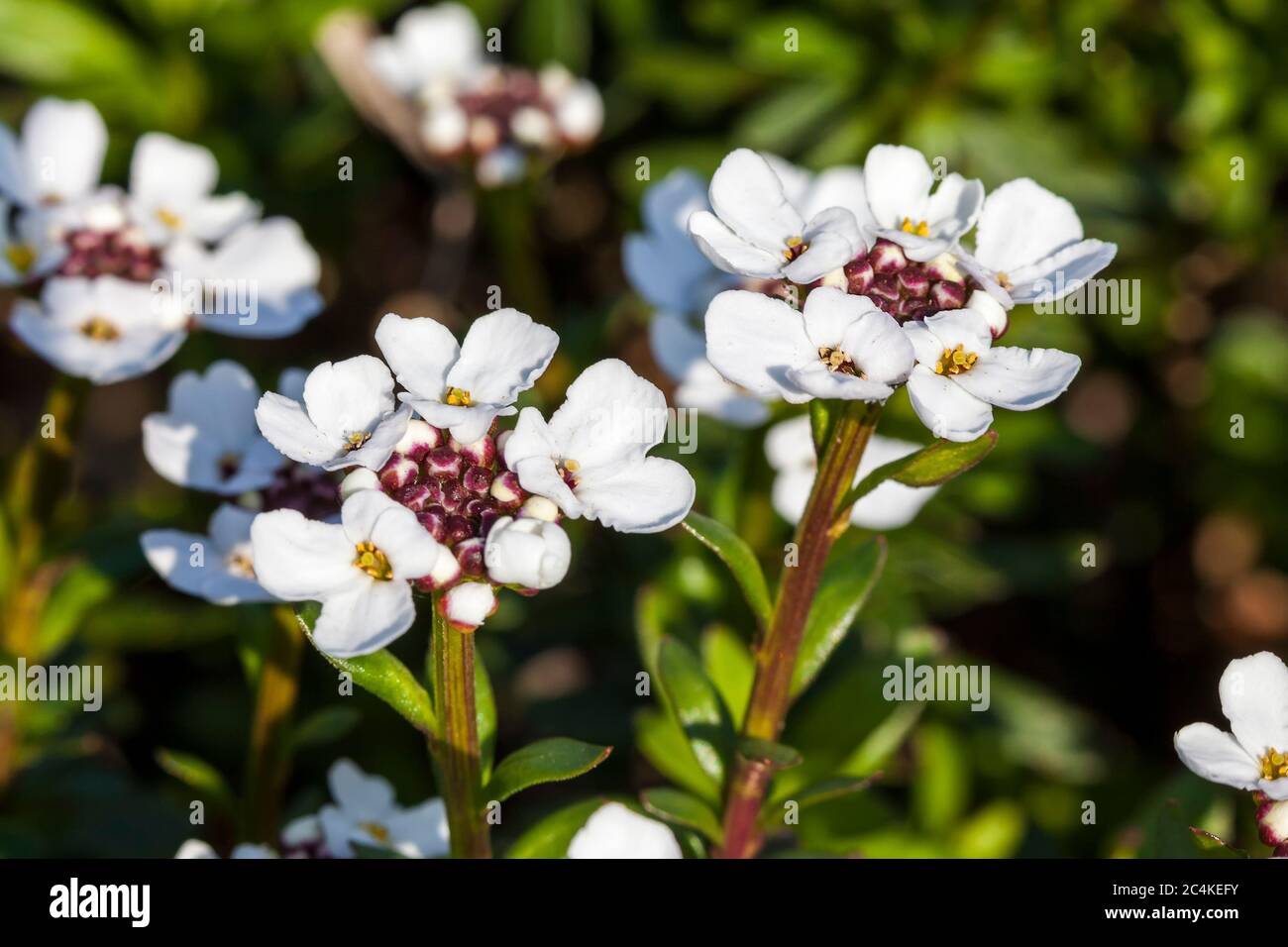 Iberis sempervirens 'Snowflake' a spring summer white perennial bulbous flower plant commonly known as perennial candytuft Stock Photo