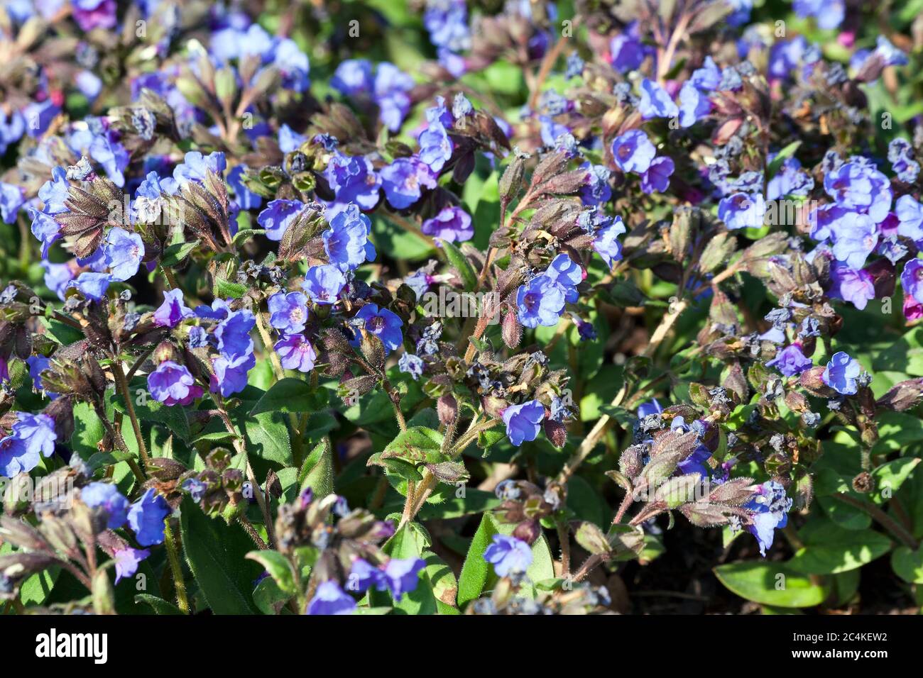 Pulmonaria 'Blue Ensign'  a spring blue perennial flower plant commomly known as lungwort Stock Photo