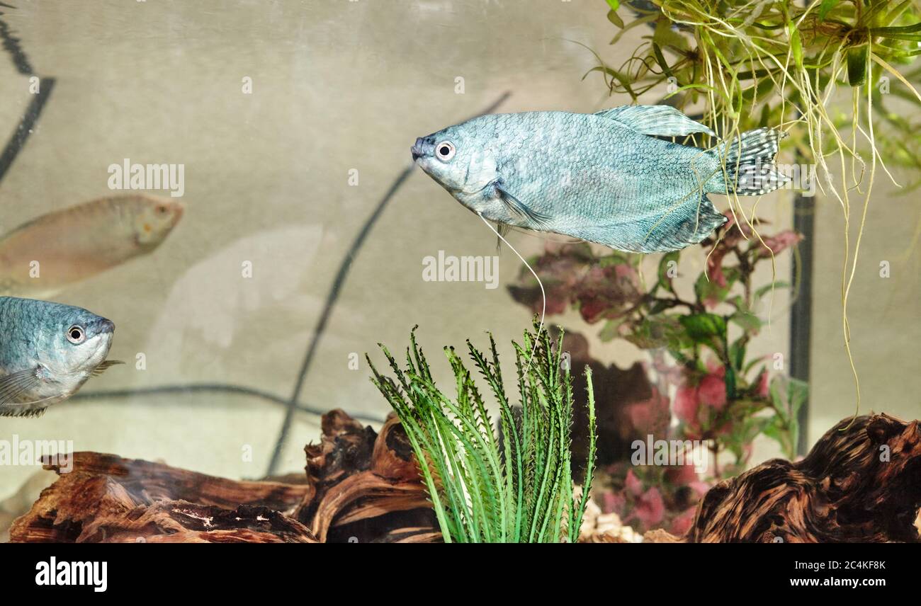 Tropical gourami fish trichogaster in the aquarium. Colourfull fishes on a clear water background Stock Photo