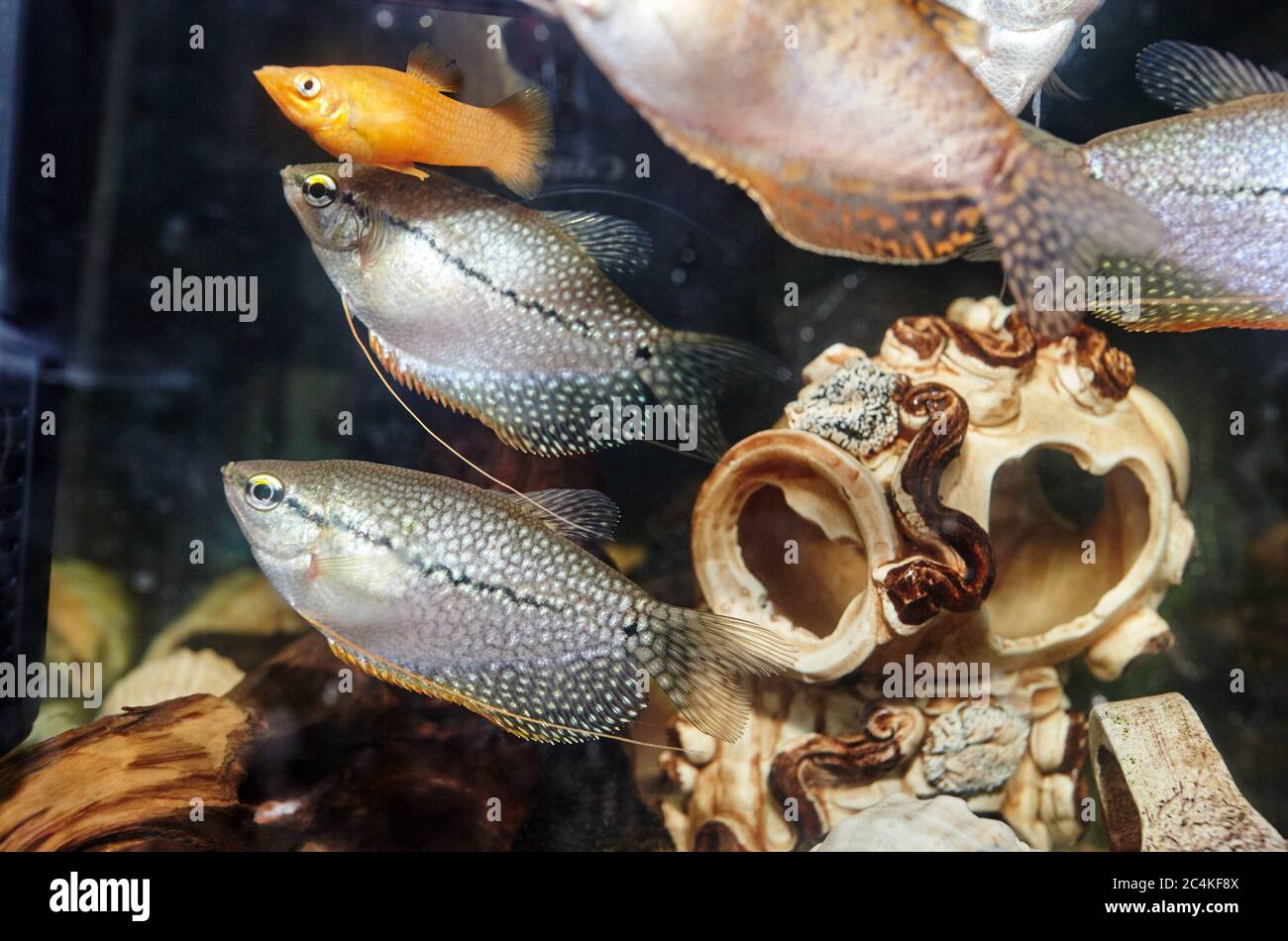 Tropical gourami fish trichogaster in the aquarium. Colourfull fishes on a clear water background Stock Photo
