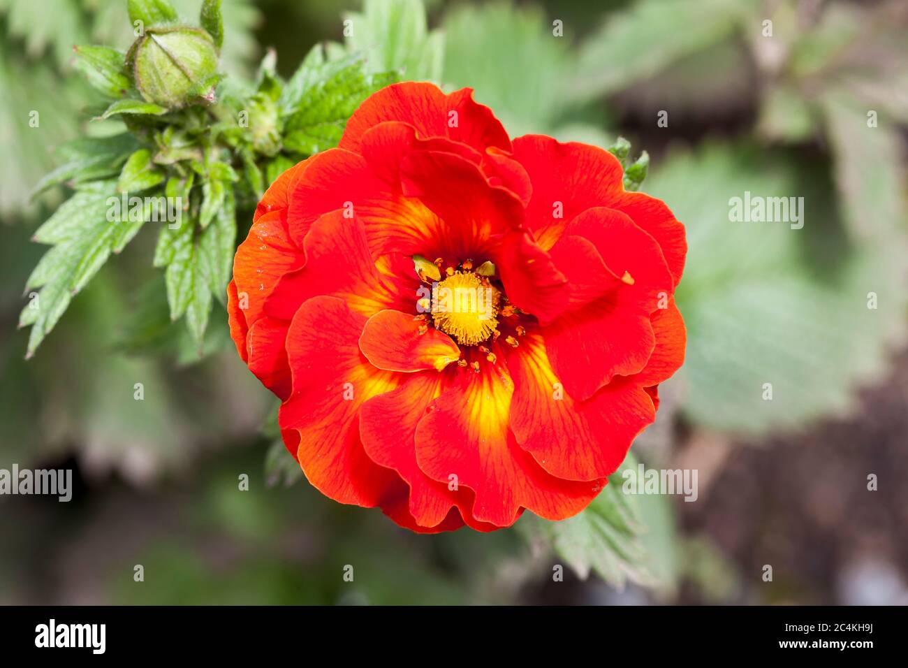 Potentilla 'William Rollison' a red semi double flowered plant Stock Photo