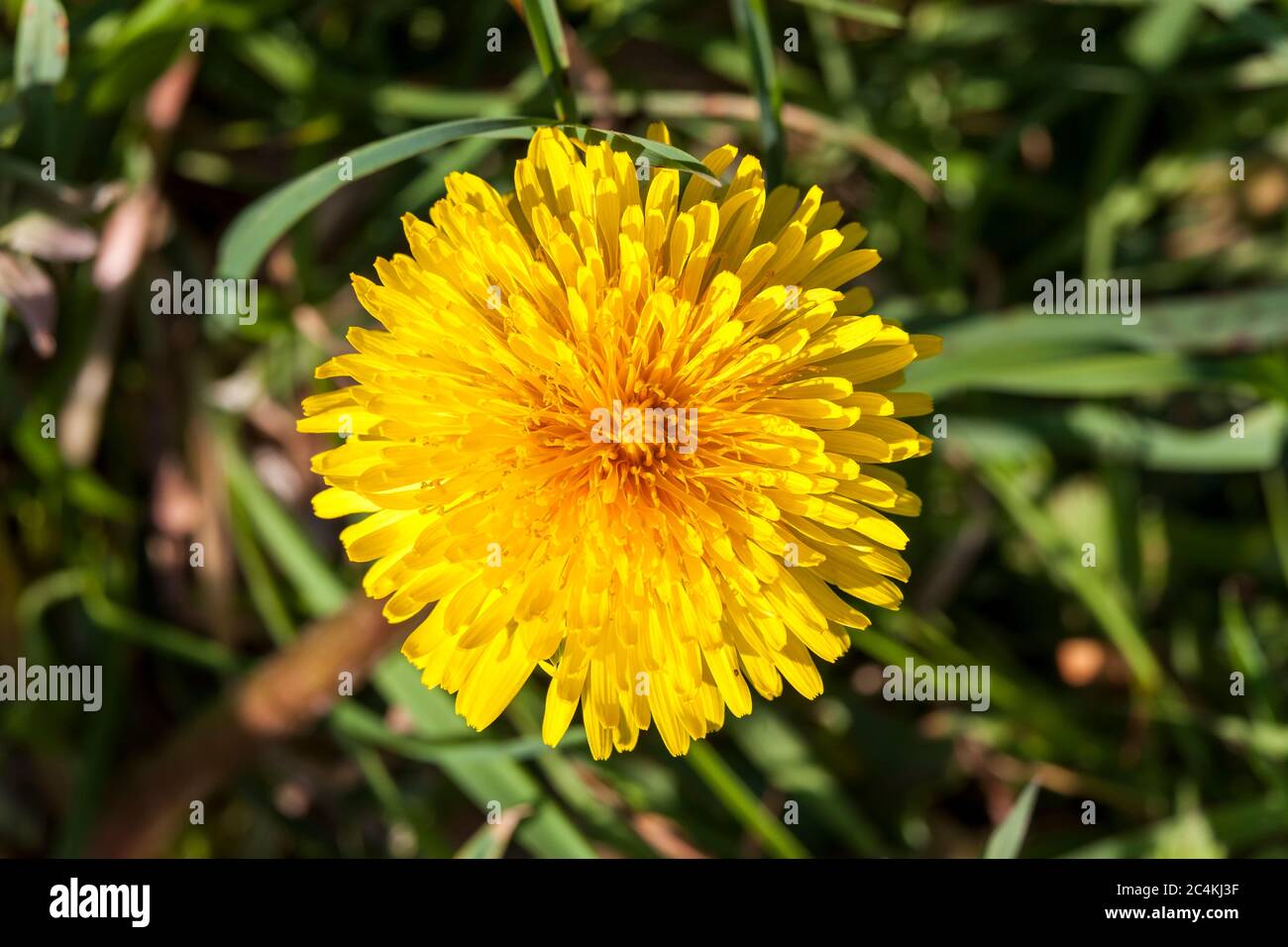 Stubborn grass stock image. Image of grey, cargo, perspective - 9621555