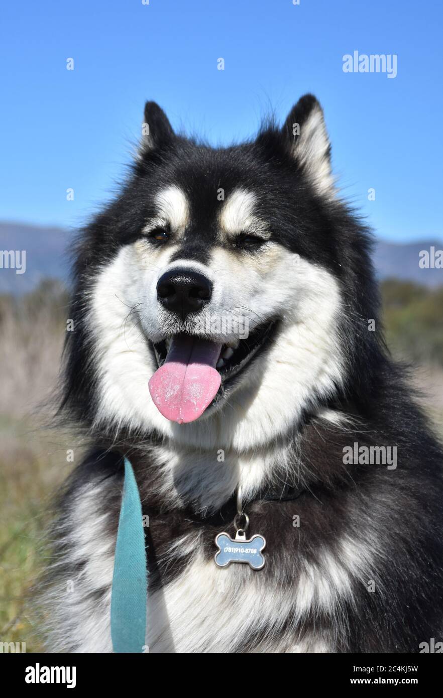 Beautiful Siberian husky dog with his tongue hanging out Stock Photo Alamy