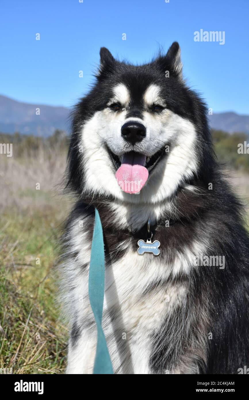Beautiful husky dog sitting in a grass field Stock Photo - Alamy