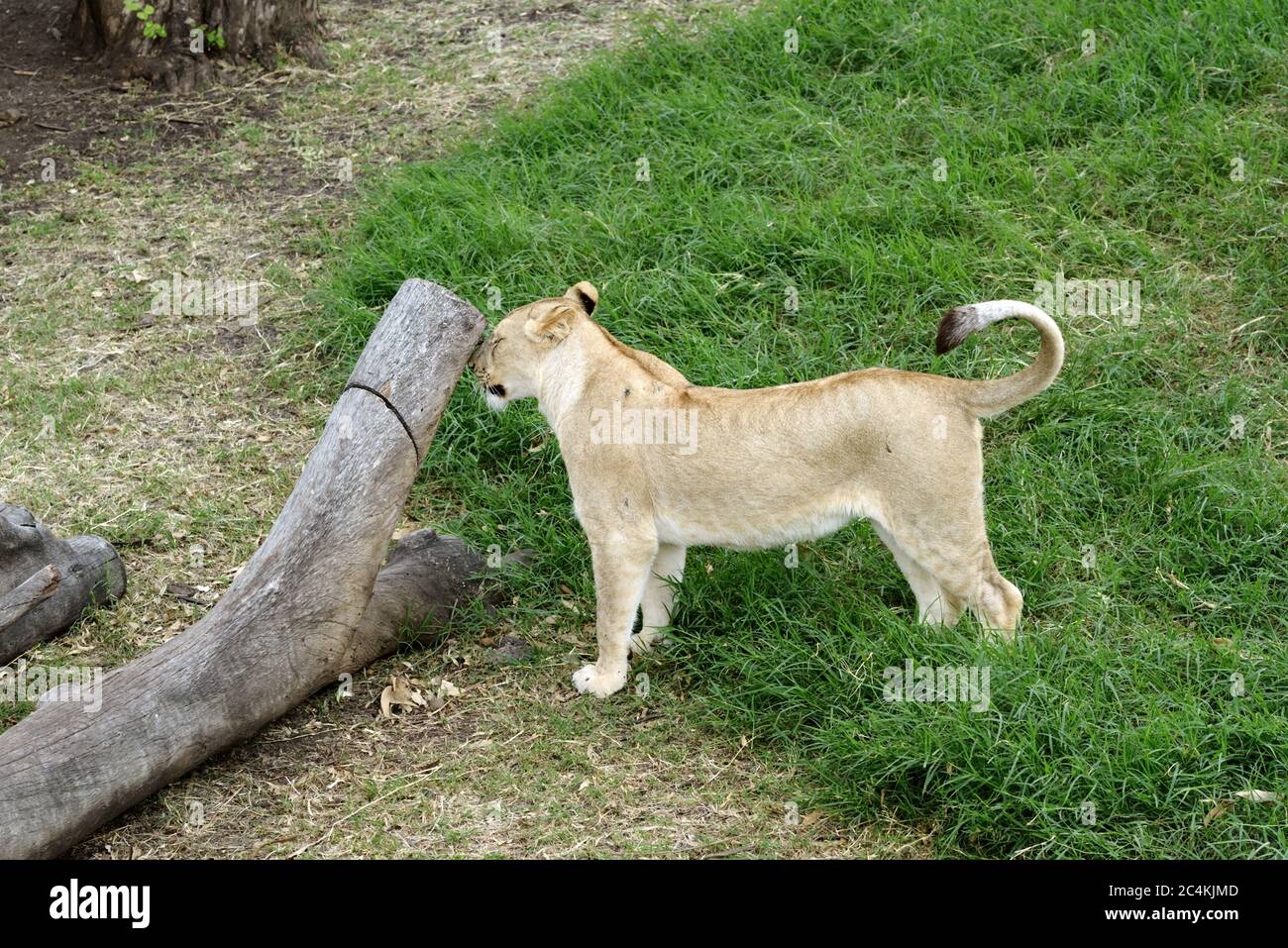 Young lion in Casela park, Mauritius Stock Photo - Alamy