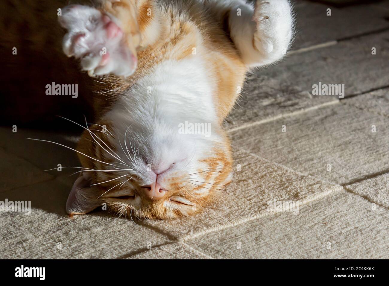 A domestic cat rests restful on the carpet. A yellow and white cat