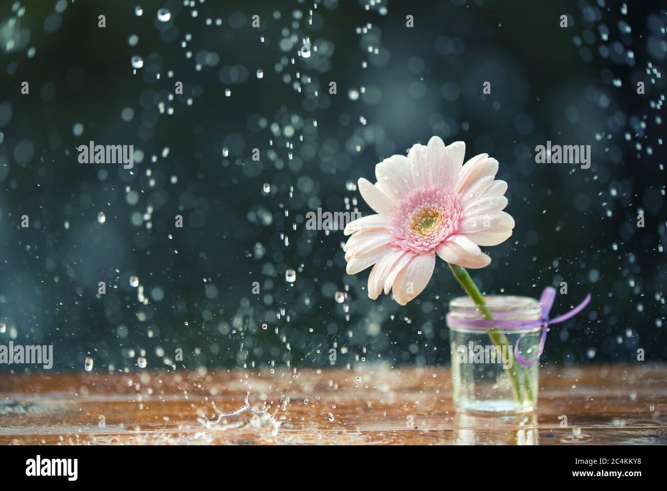 Pink Gerbera daisy flower in vase under the rain on wooden table outdoors, vintage filter Stock Photo