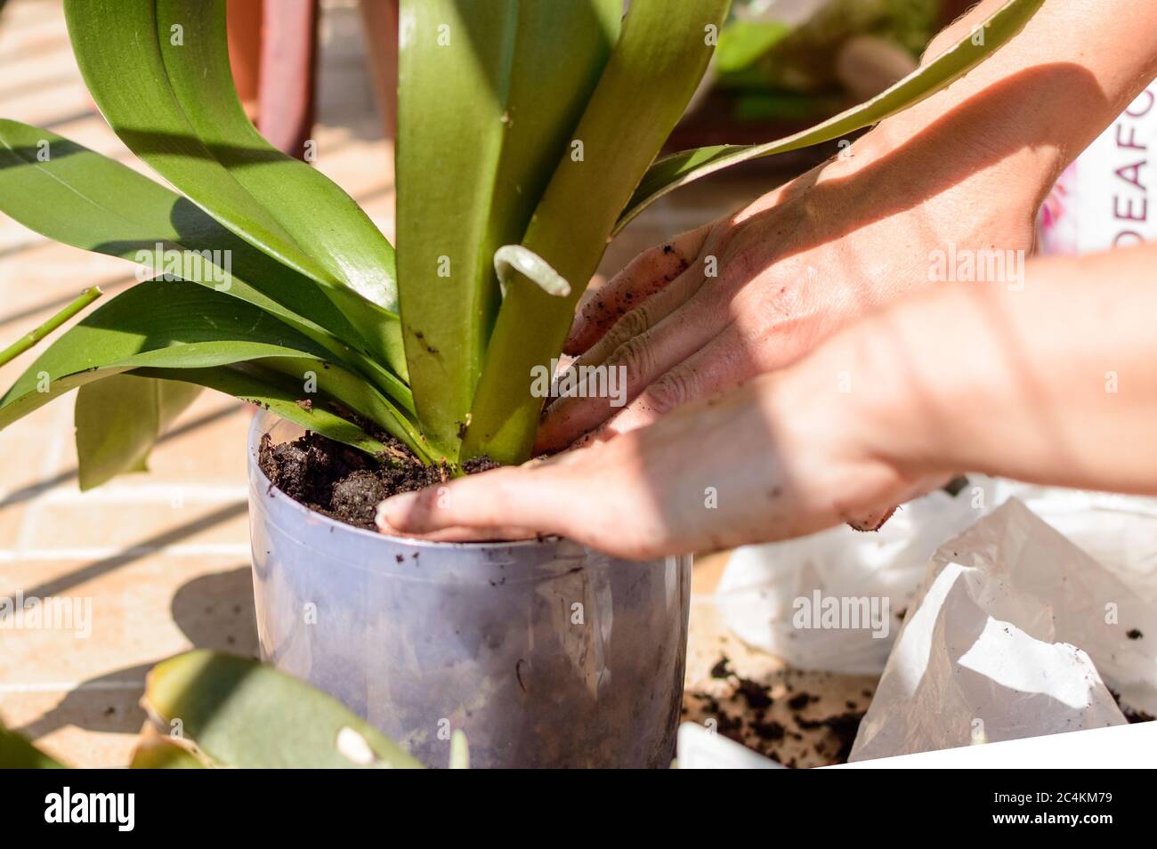 Transplanting an orchid and cultivating its roots by hand on a terrace. Garden work. Stock Photo
