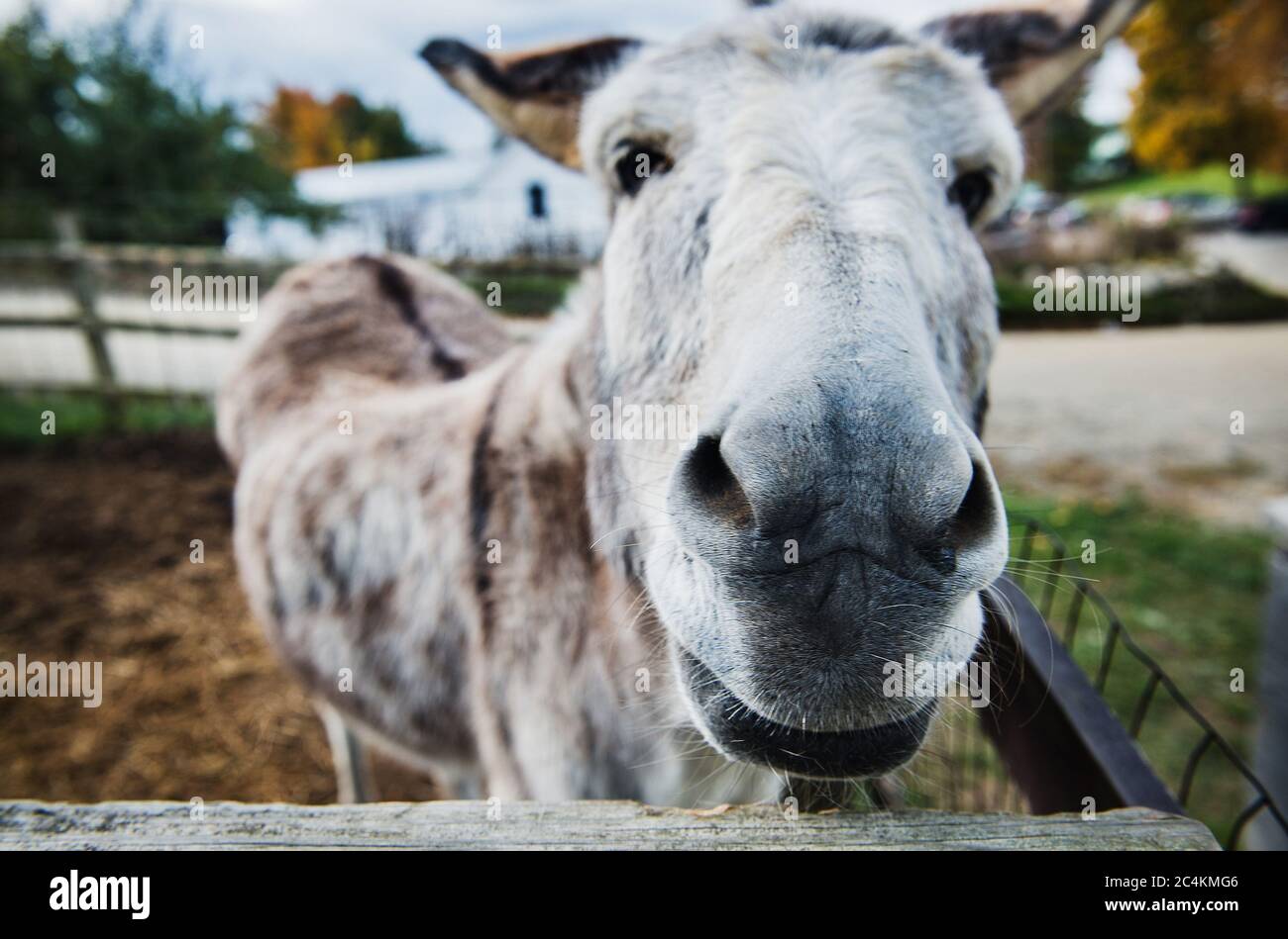 Close up of animals hi-res stock photography and images - Alamy