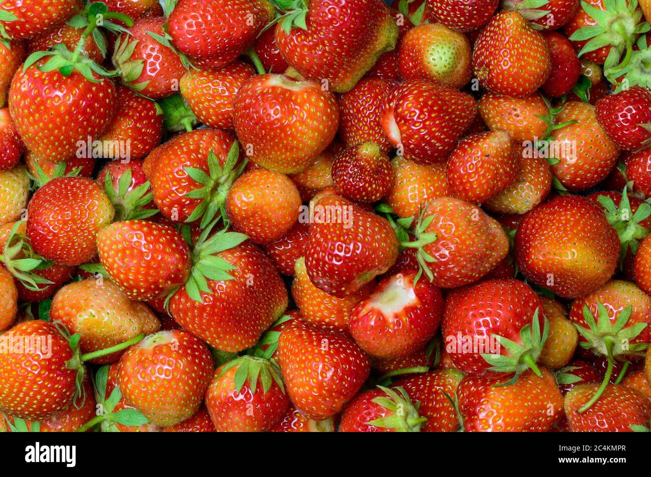 Background from freshly harvested unripe strawberries, top view Stock Photo