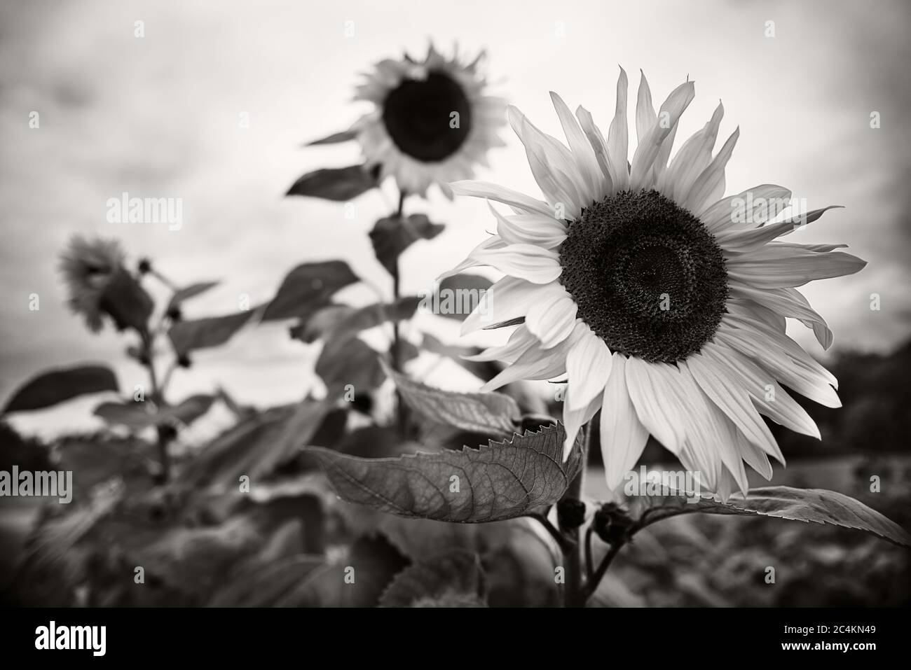 Black and white flower field hi-res stock photography and images - Alamy