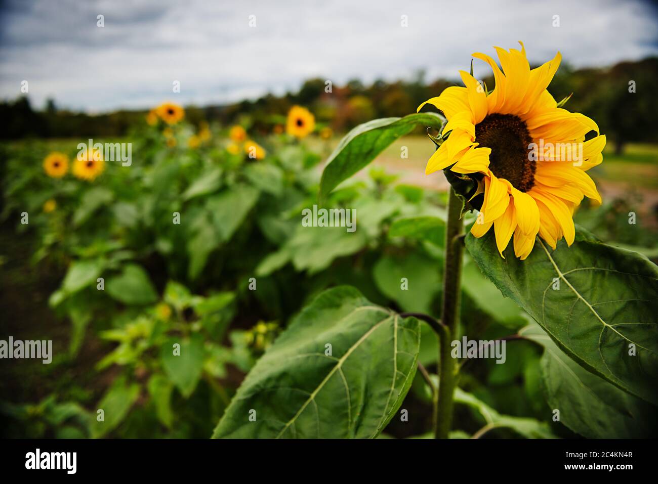 sunflowers in the field Stock Photo - Alamy
