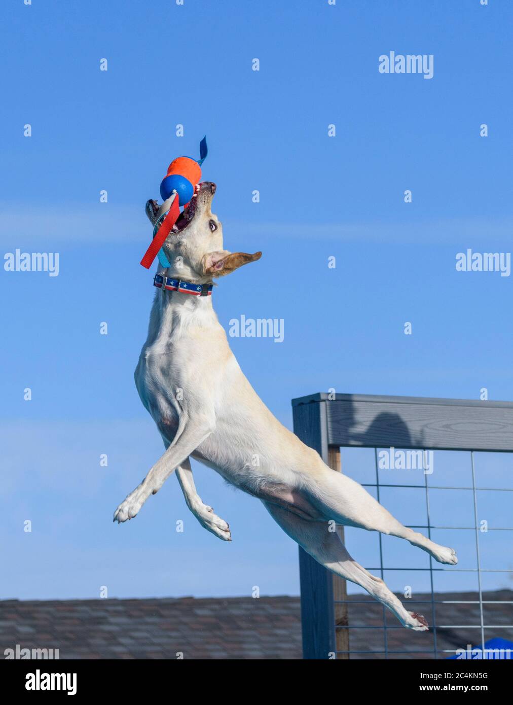 Yellow lab during a dock diving competition catching a thrown toy over