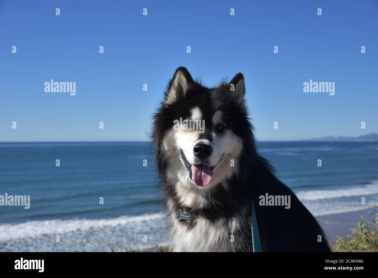 Beautiful black and white fluffy Siberian Husky Dog Stock Photo