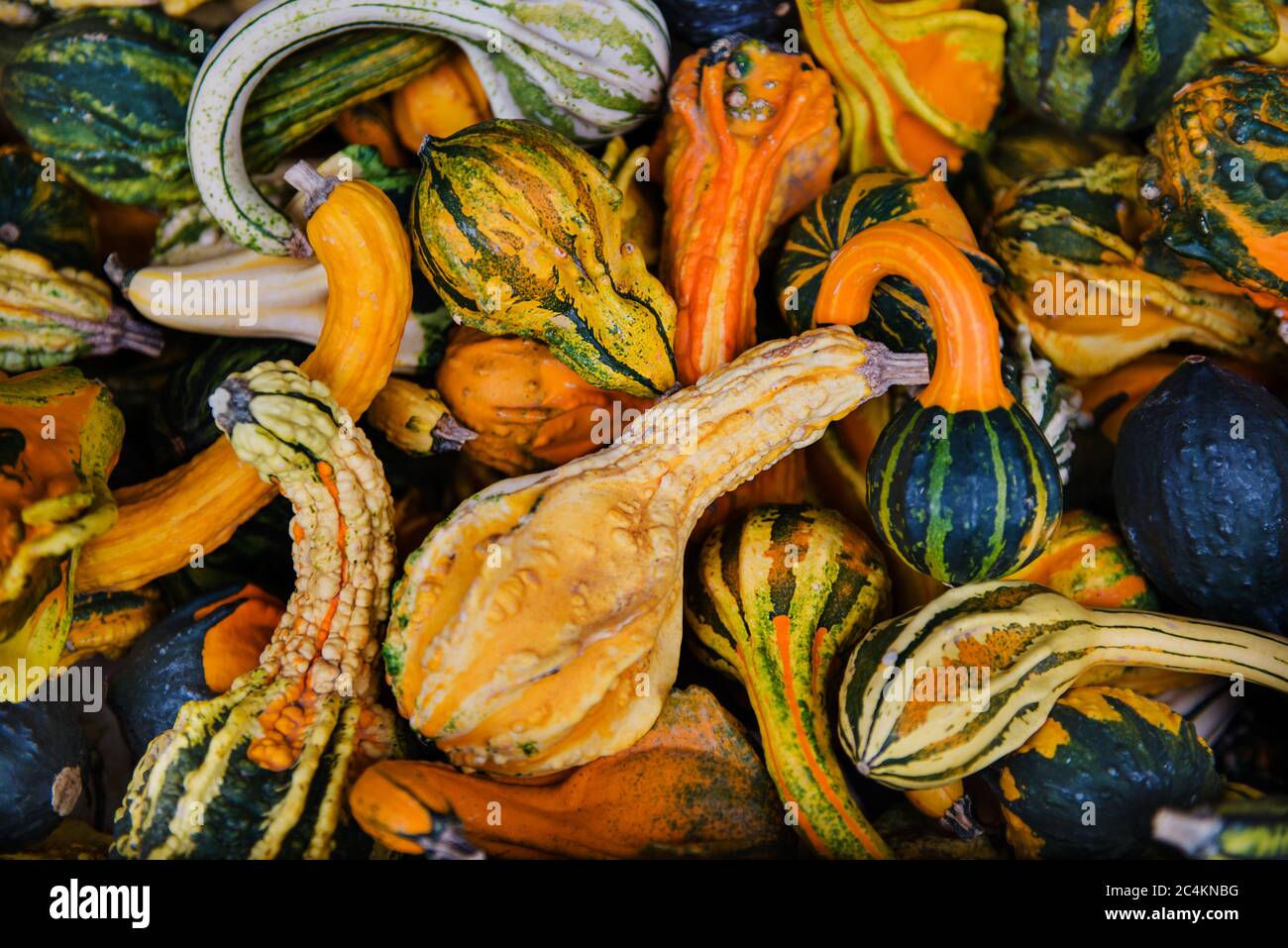 colorful gourds for sale at the market Stock Photo Alamy