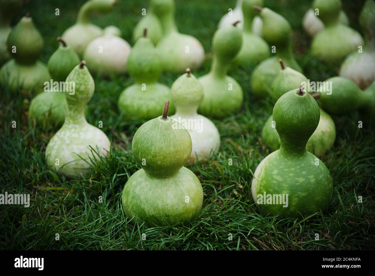 Calabash gourds for sale at a farm in Autumn Stock Photo