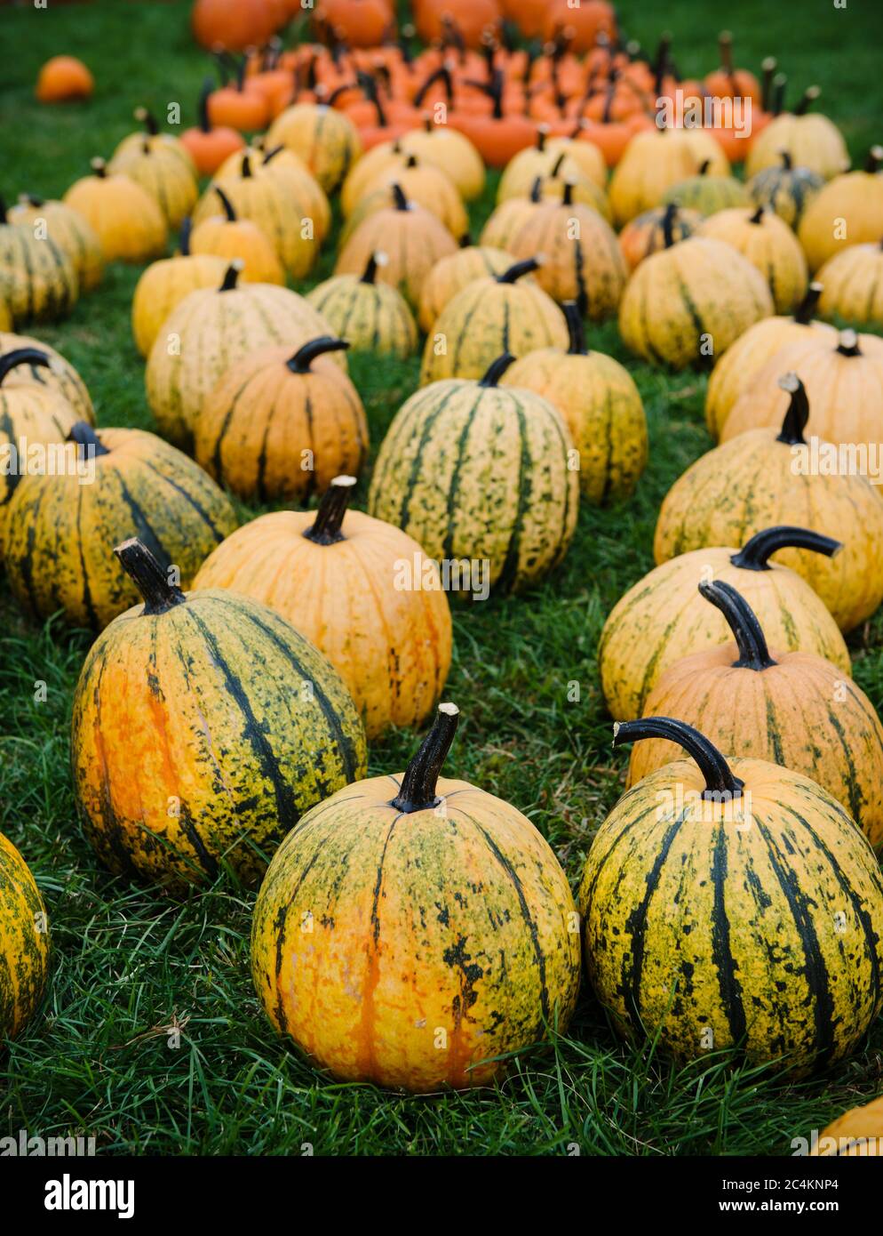 Green and yellow pumpkins for sale at a pumpkin patch Stock Photo - Alamy