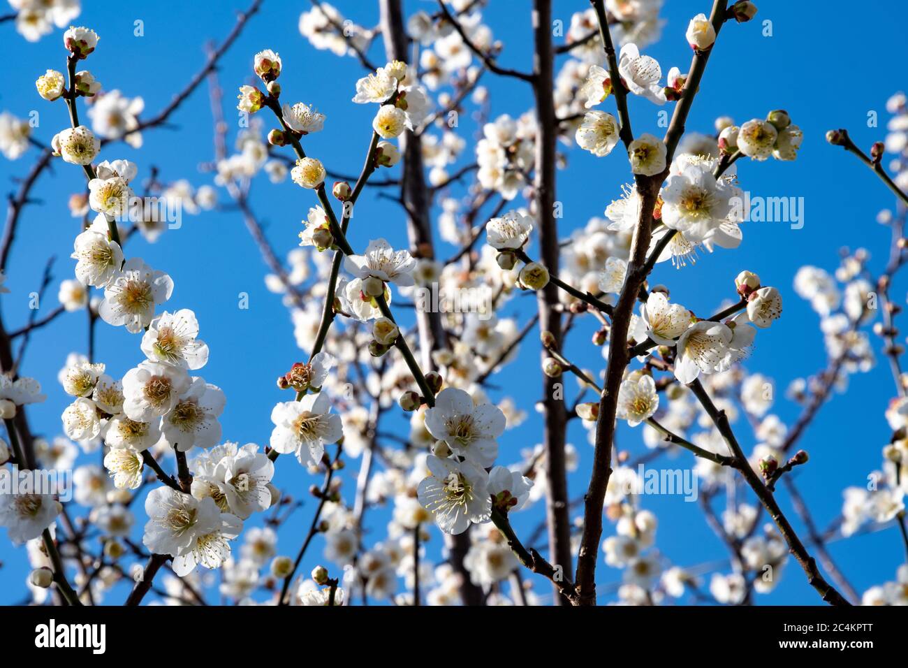 Prunus mume hi-res stock photography and images - Alamy