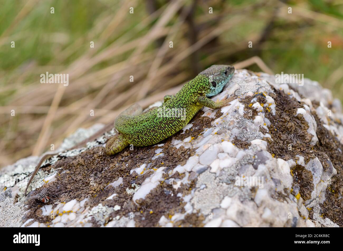 Close-up as a green lizard sunbaths on top of a piece of rock Stock Photo