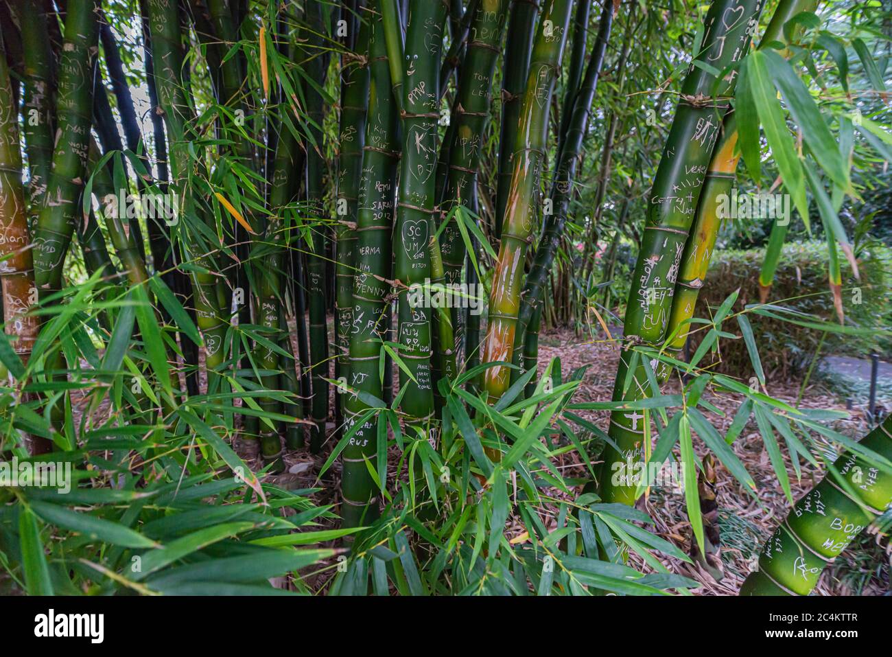 Bamboo plants with romantic love messages in Sydney, Australia Stock Photo