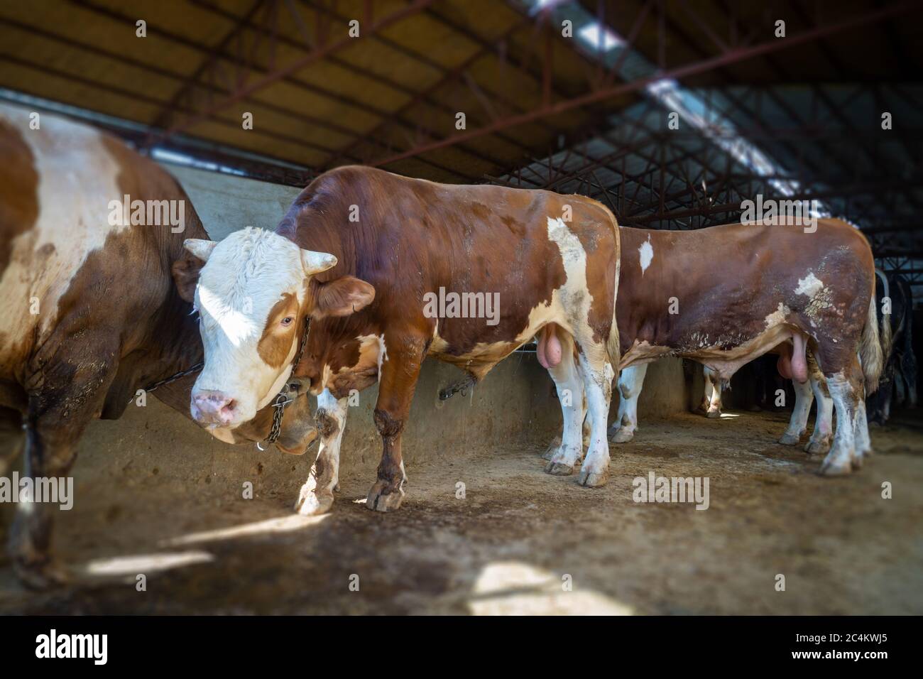 Yellowcolored calves in the barn. calves for sale in Turkey feast of