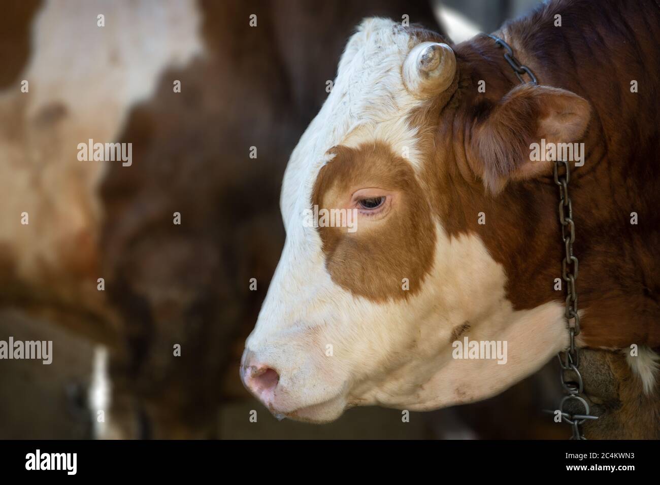 Horned beef head in animal farm. Turkey calf sale in the feast of