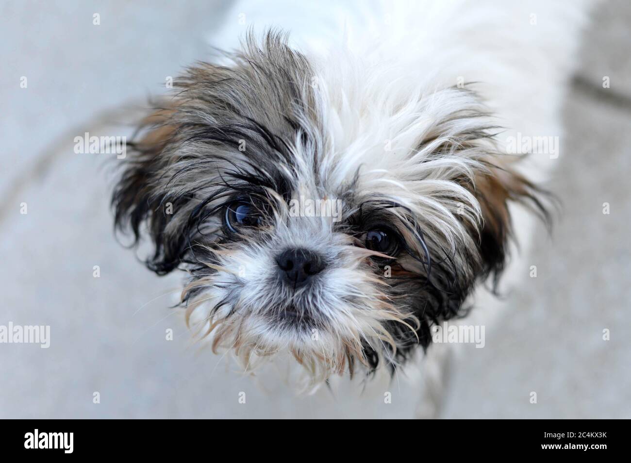 Young Shihtzu Puppy Sitting Inside Pink Shih Tzu Dog Toys Stock Photo  Background, Shih Tzu, Blue Fur, Cotton Candy Clouds Background Image And  Wallpaper for Free Download