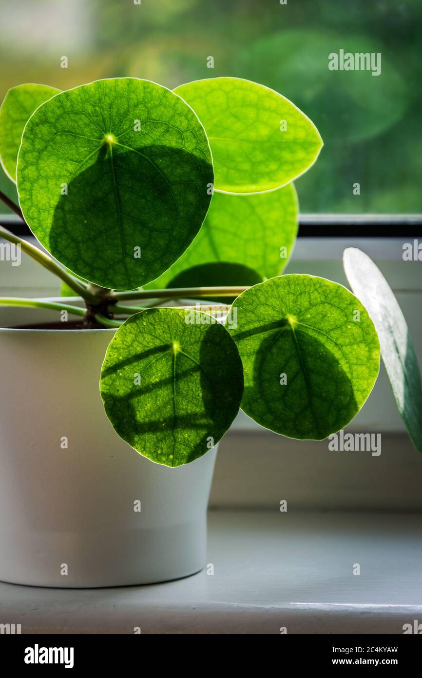 Chinese money plant (Pilea peperomioides) on a sunny window sill. Stock Photo