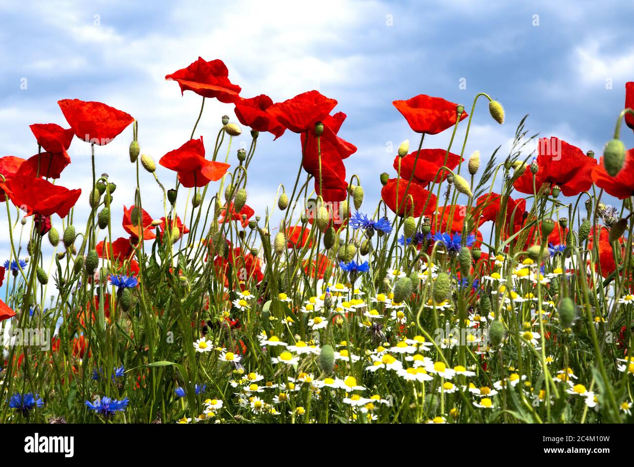 Colourful flower meadow. Land sponsored habitats for insects and birds Stock Photo