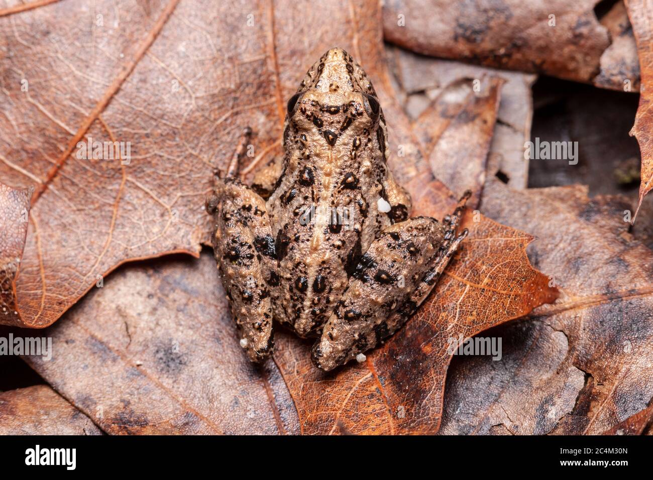 Northern Cricket Frog (Acris crepitans) Stock Photo