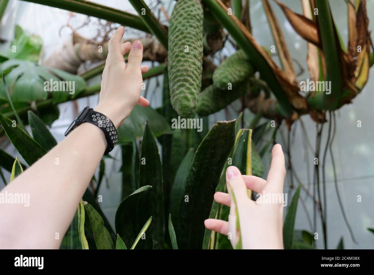 A hand holding a plantundefined Stock Photo