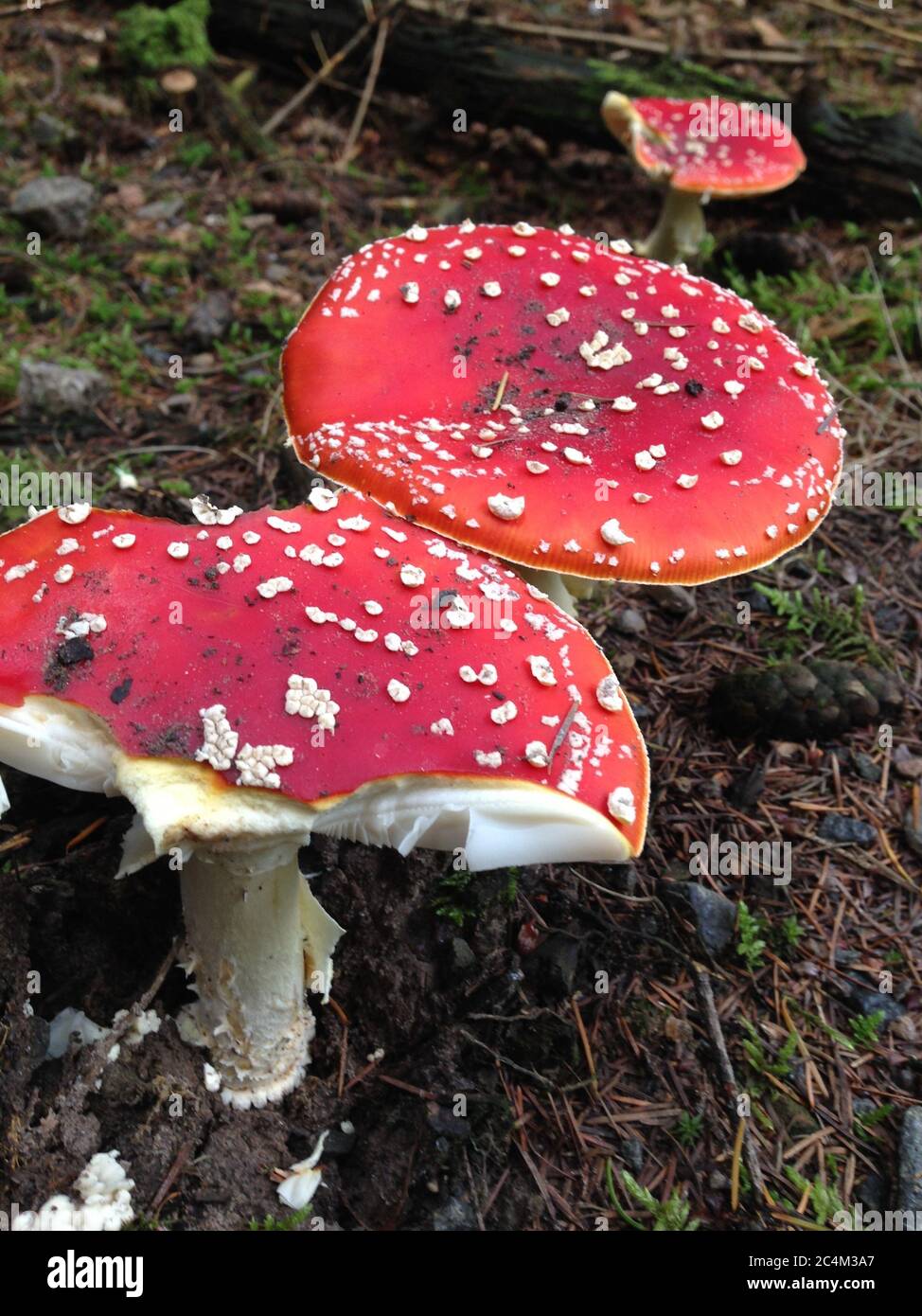 Selective focus shot of fly agarics growing on the soil Stock Photo