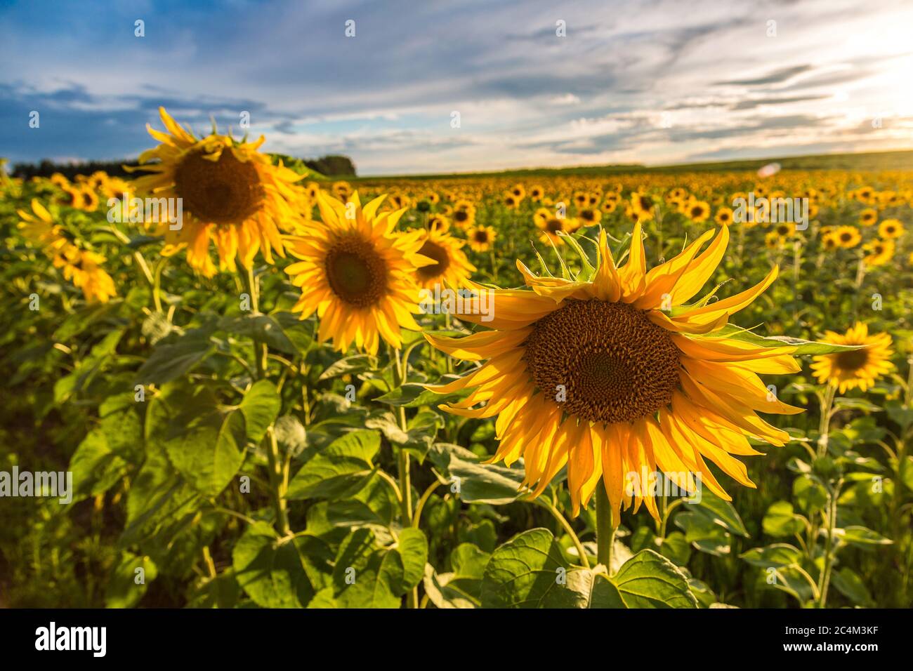 Field of blooming sunflowers in a beautiful summer day Stock Photo - Alamy