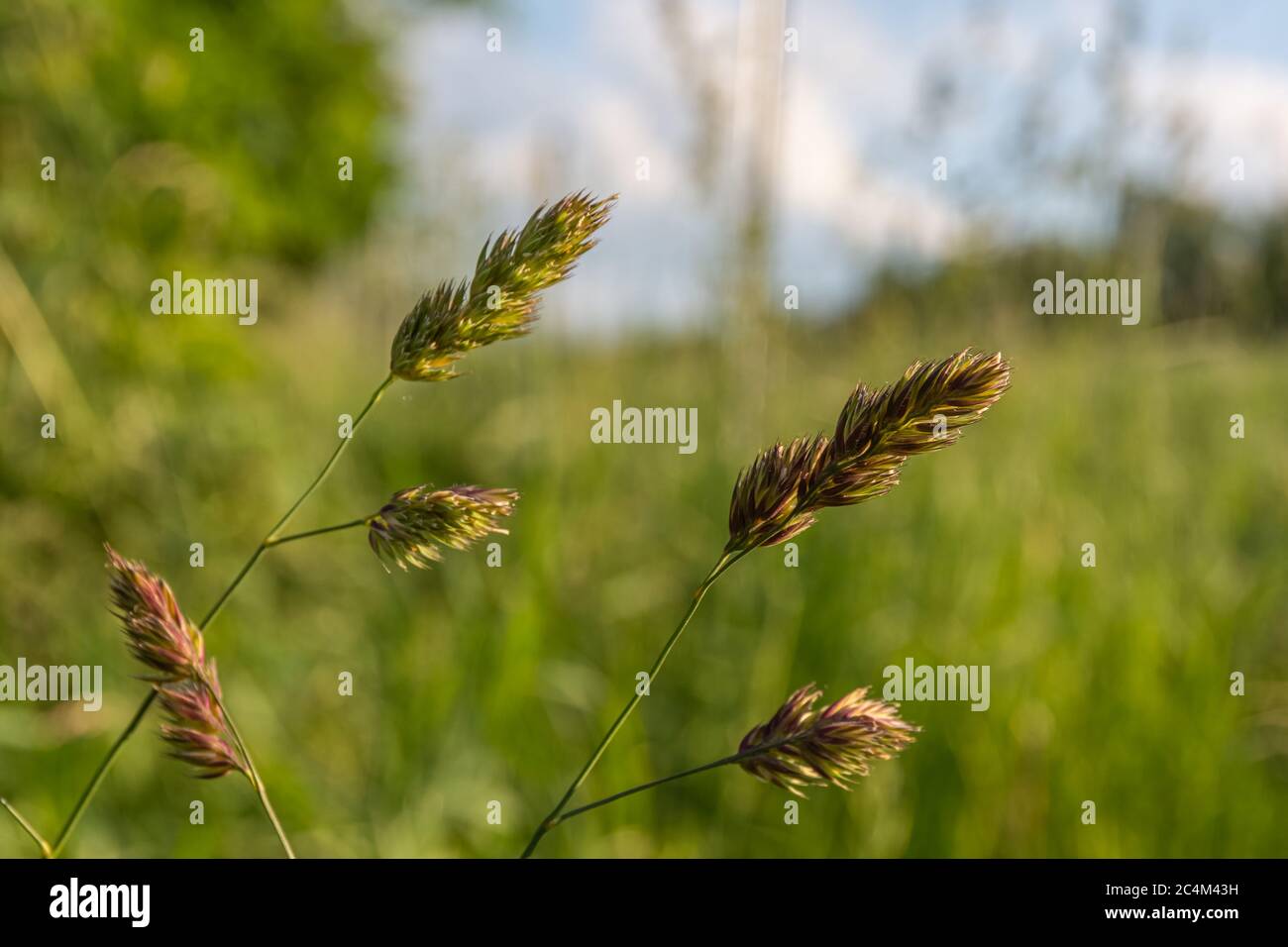 Growing sweetgrass hi-res stock photography and images - Alamy