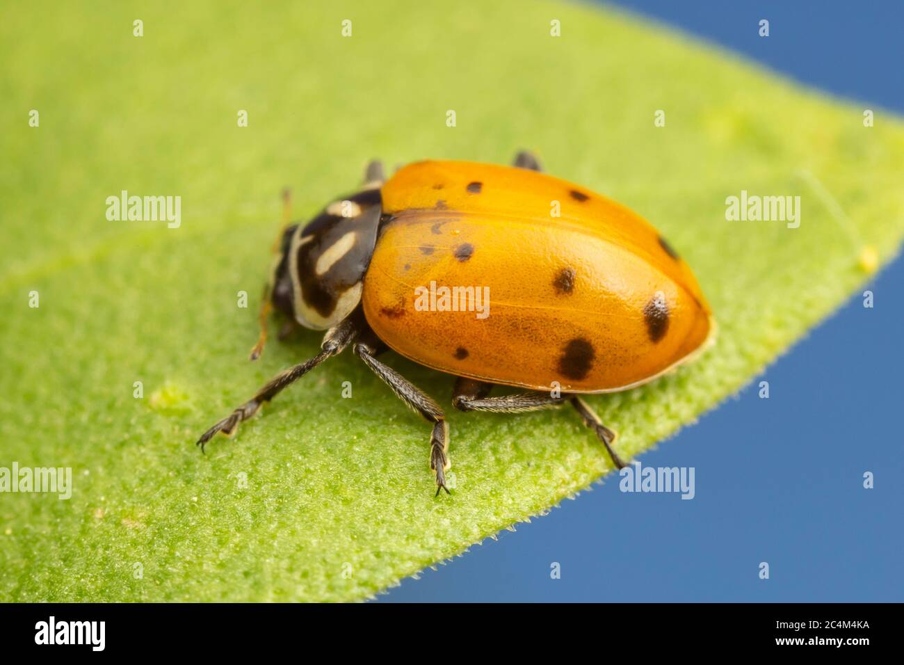 Convergent Lady Beetle (Hippodamia convergens) Stock Photo