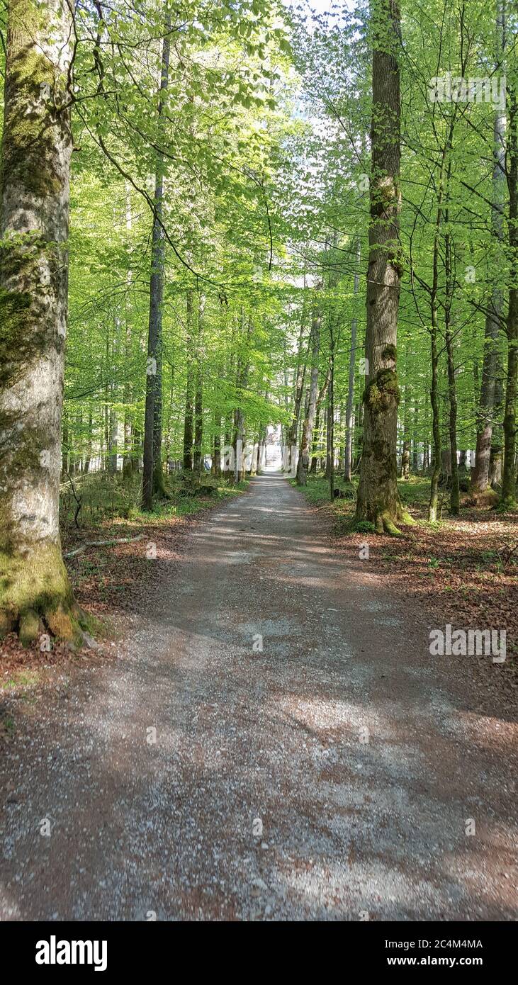 Vertical beautiful shot of a narrow pathway surrounded by trees in the ...