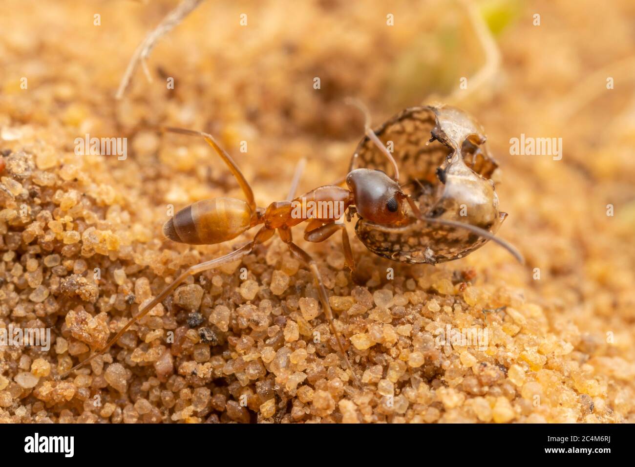 Pyramid Ant (Dorymyrmex flavus) Stock Photo