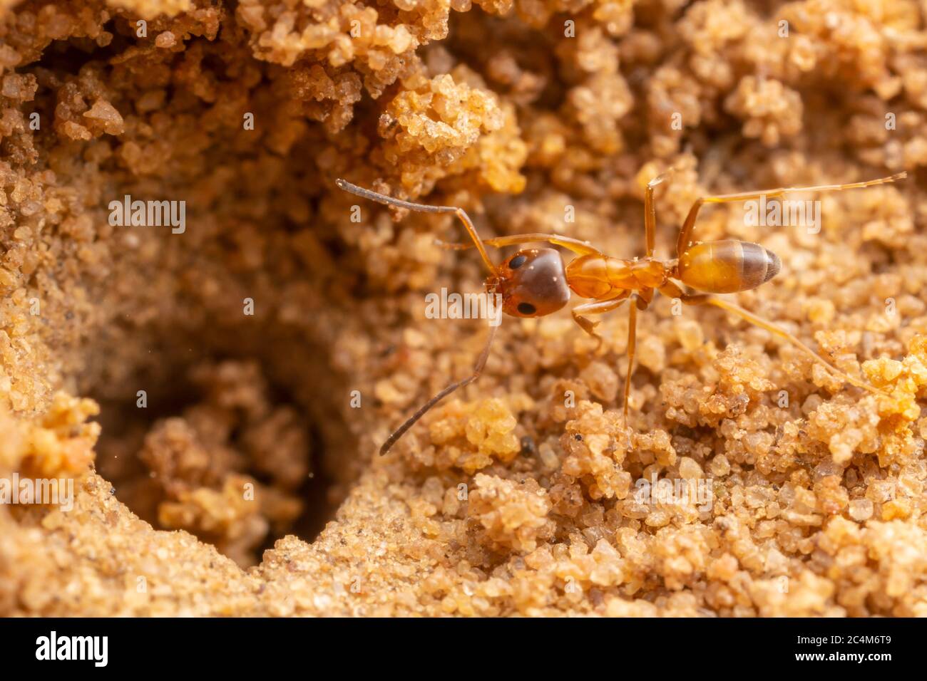 Pyramid Ant (Dorymyrmex flavus) Stock Photo