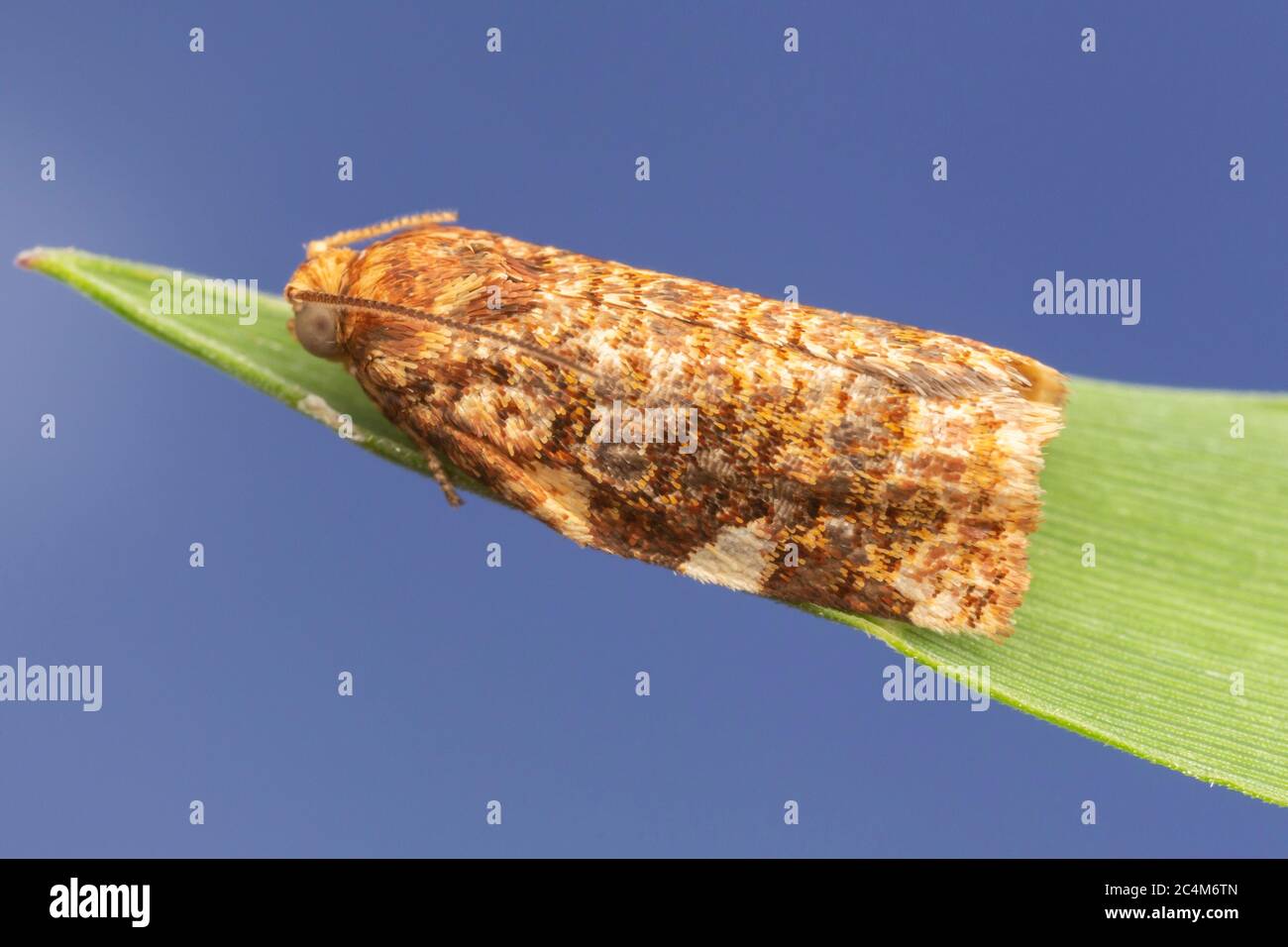 Fruit-tree Leafroller Moth (Archips argyrospila) Stock Photo