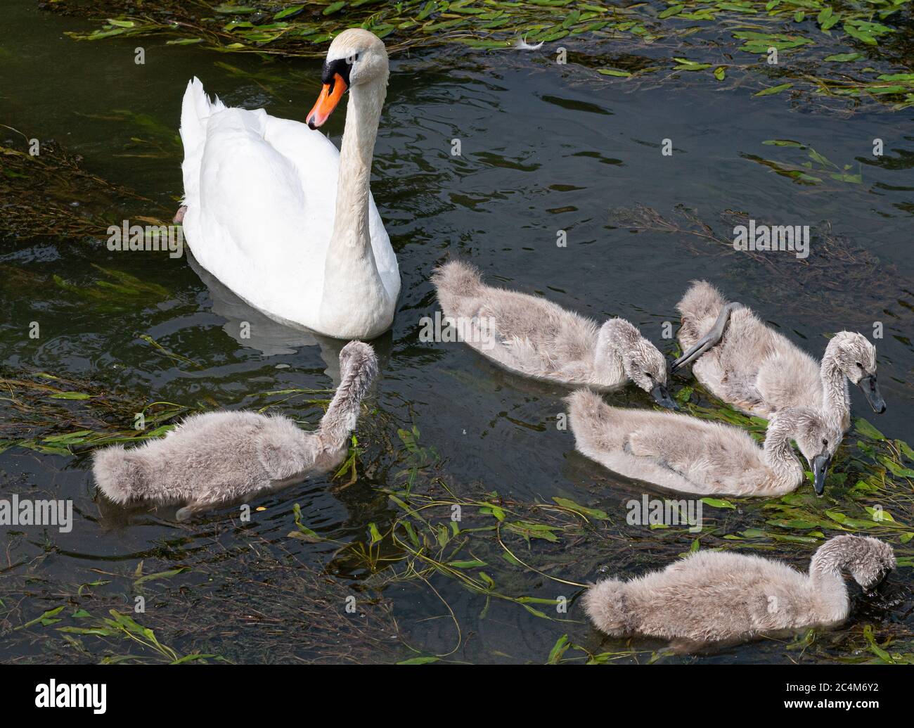 High angle shot of a beautiful white mother swan and babies swimming in ...