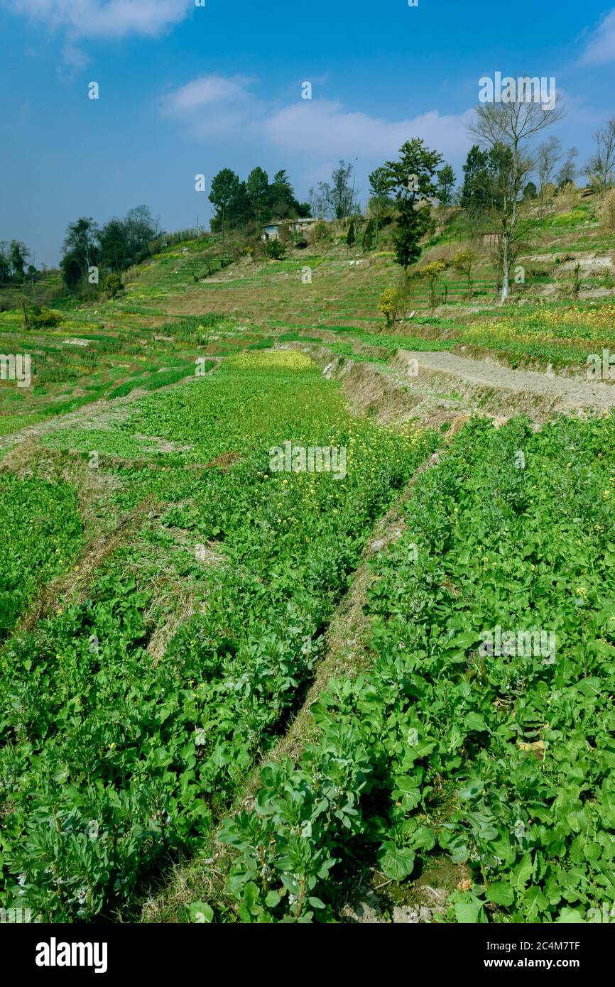 Plantation of vegetables in the village of Nepal Stock Photo Alamy