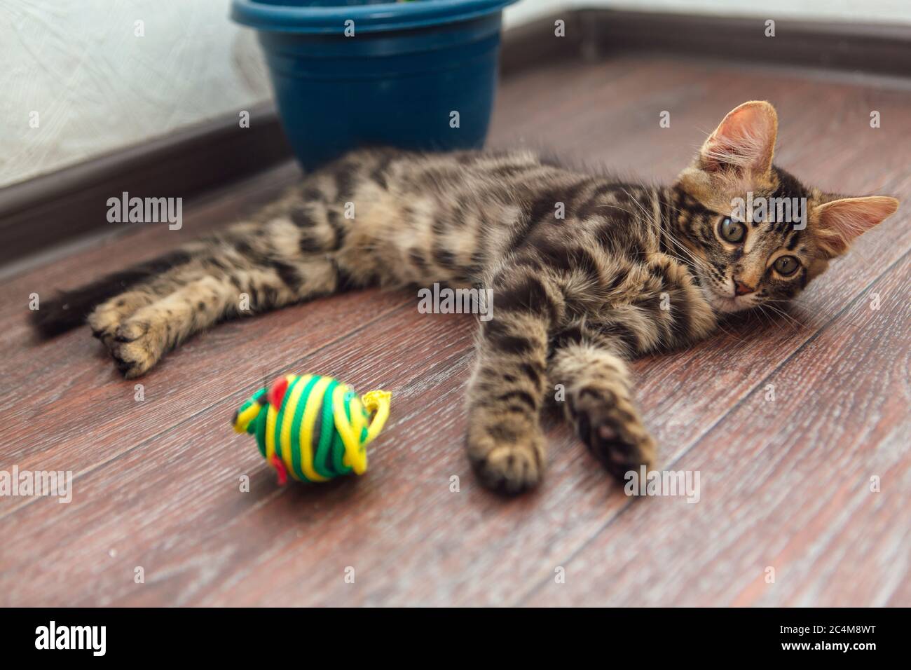 Cute charcoal bengal kitty cat laying with toy on the floor at home ...