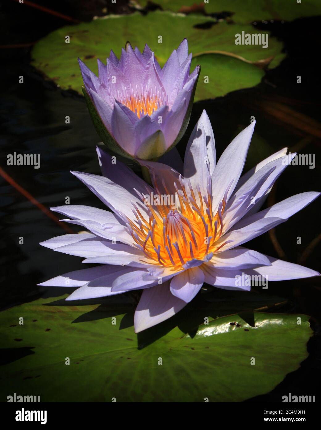 A pair of water lilies in different stages of bloom. Stock Photo