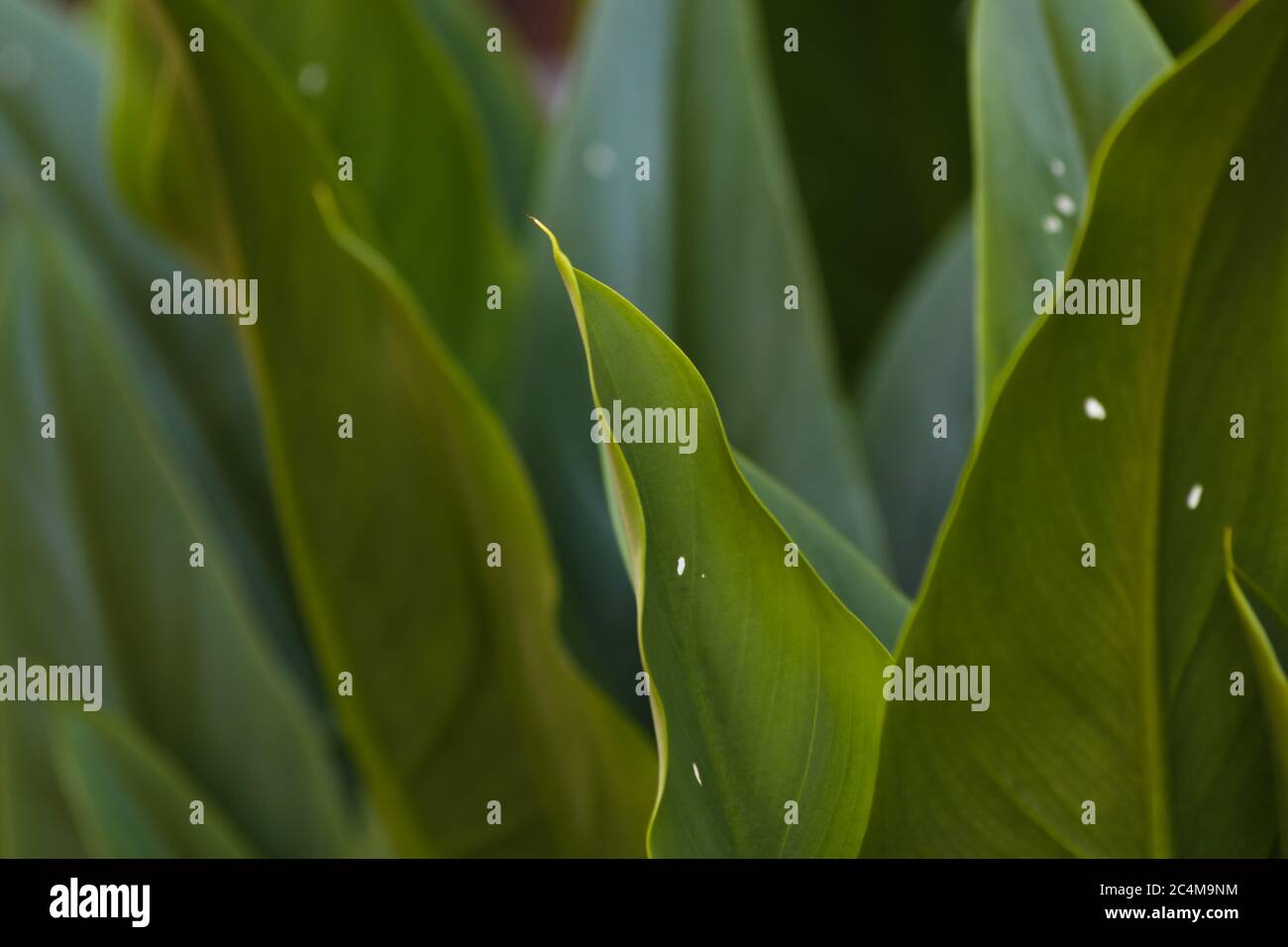 Broad leaf tropical plant hi-res stock photography and images - Alamy