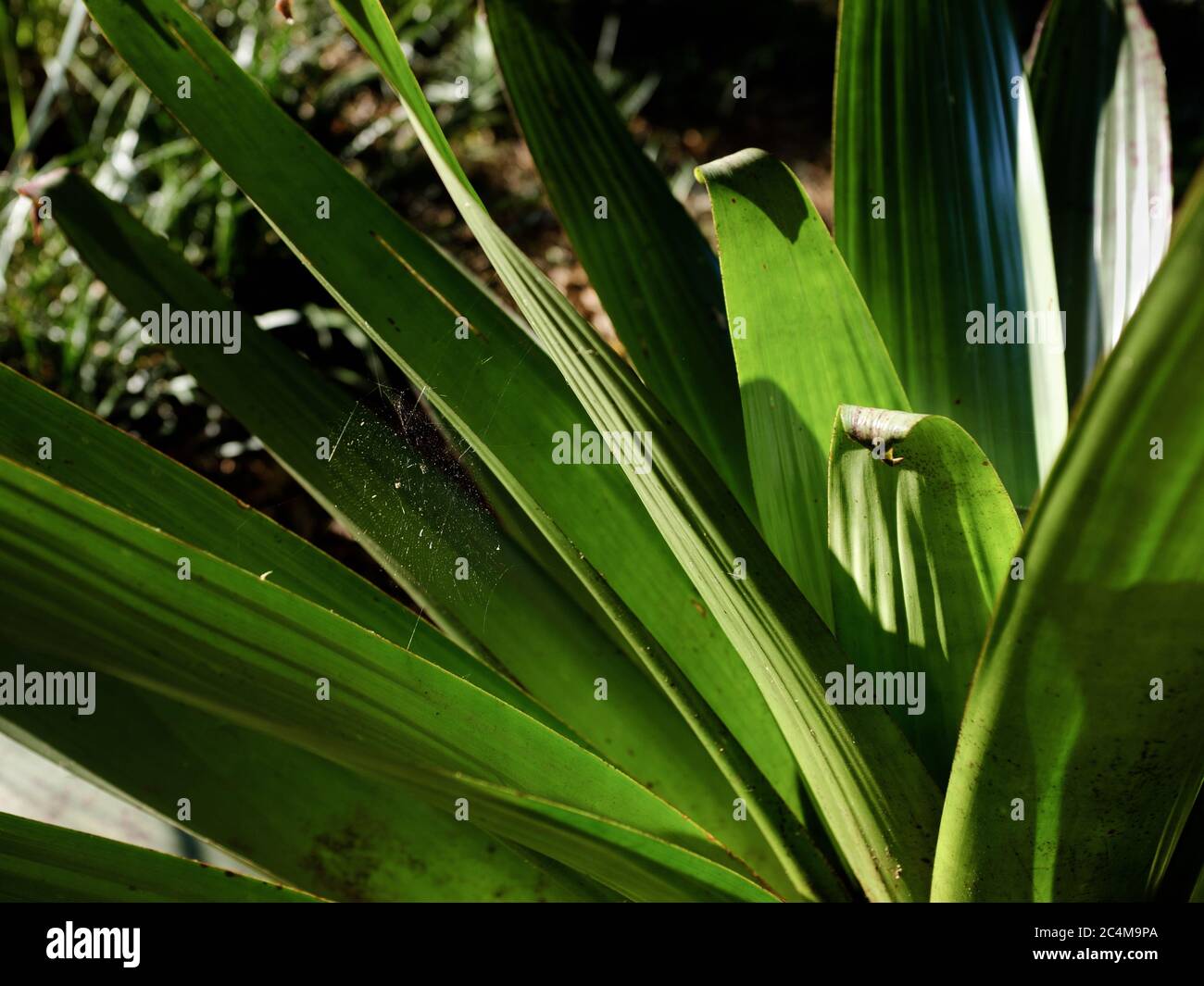 Aspidistra elatior hi-res stock photography and images - Alamy