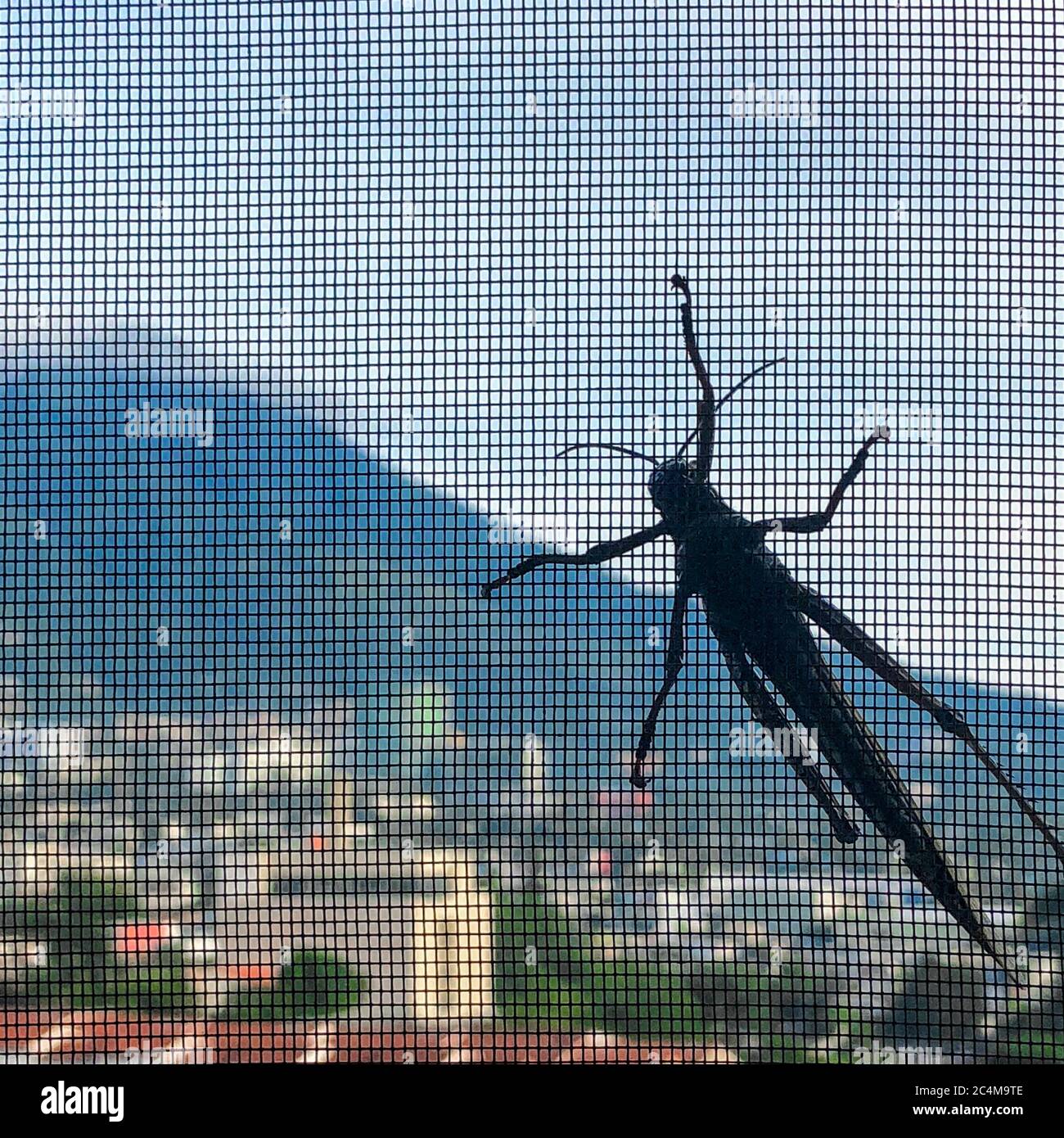Selective focus shot of a grasshopper on a screendoor with a town and mountains in the background Stock Photo