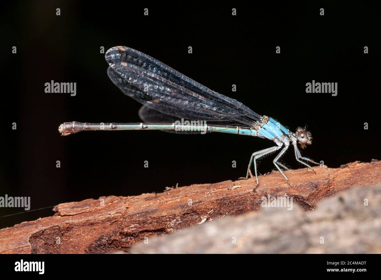 Blue-fronted Dancer (Argia apicalis) - Female Stock Photo
