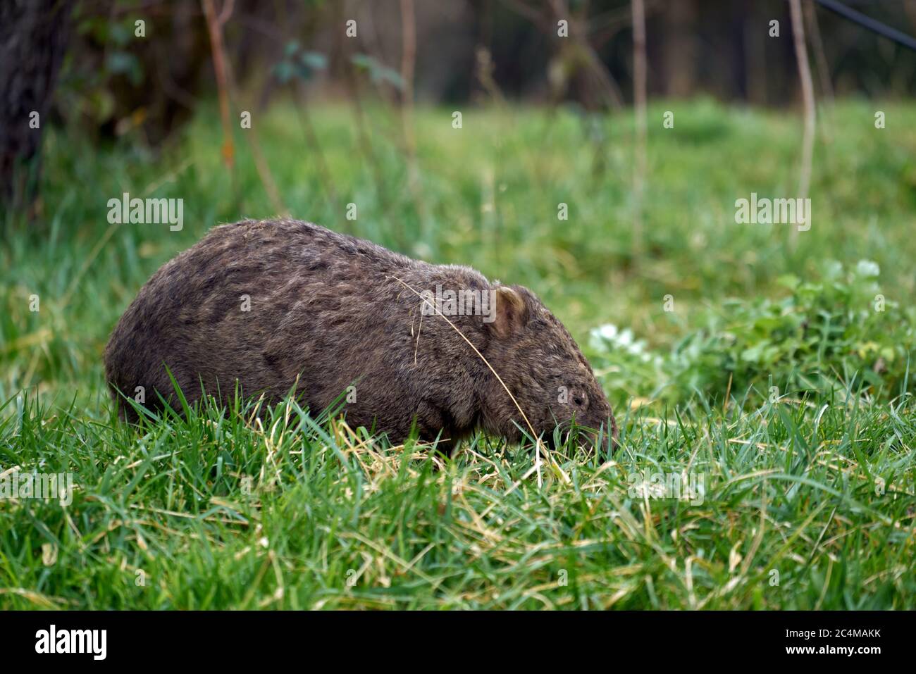 Candlebark Park, Wombat, Stock Photo